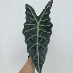 0.Cover Alocasia 1 2