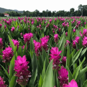 siam tulip Bangkok Ruby 1