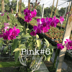 0.Cover Dendrobium Pink6