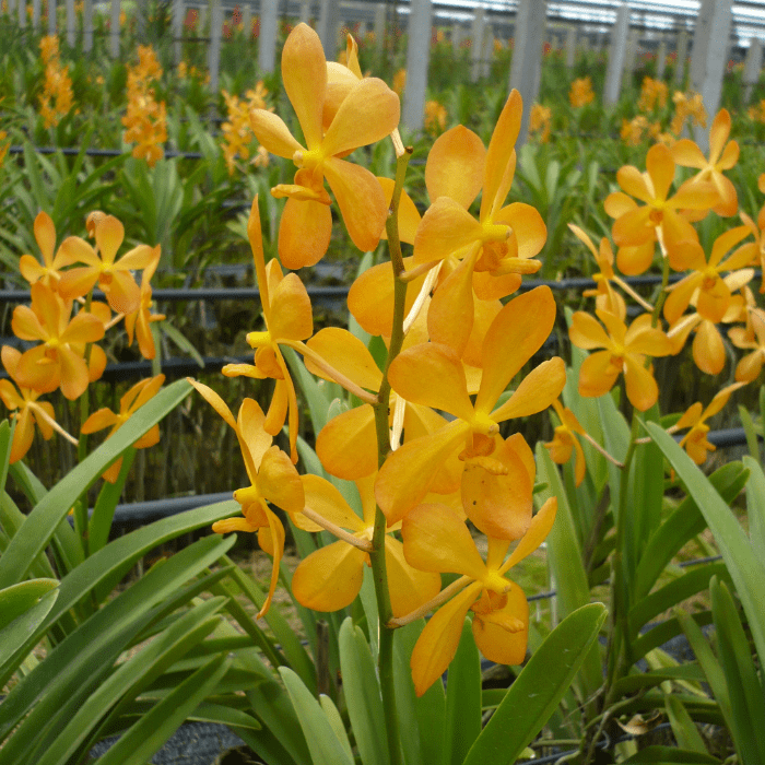 Local Nurseries Vs Online Orchid Stores: Who Can Help You Better?