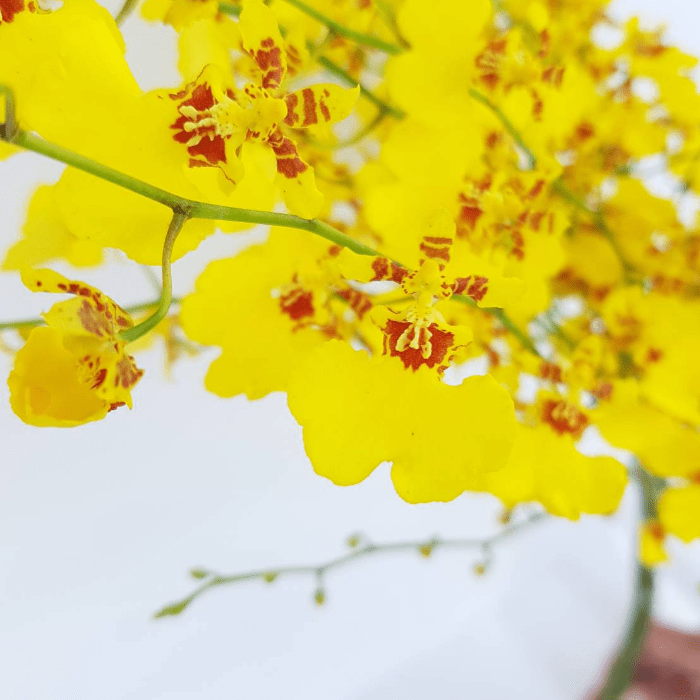 oncidium