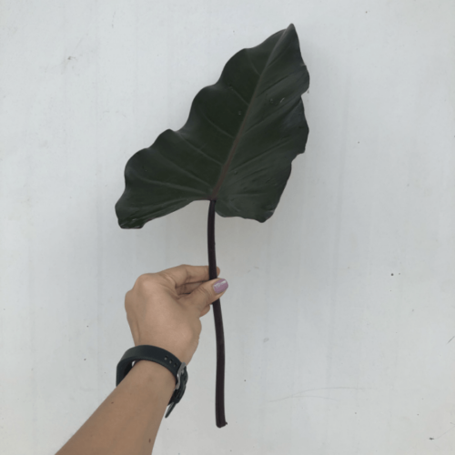 0.Cover Philodendron 1 1
