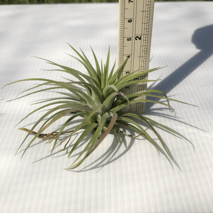 0.Cover Tillandsia Ionantha 1