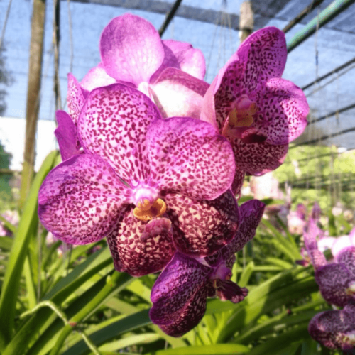 0.Cover Vanda Pk 03 1