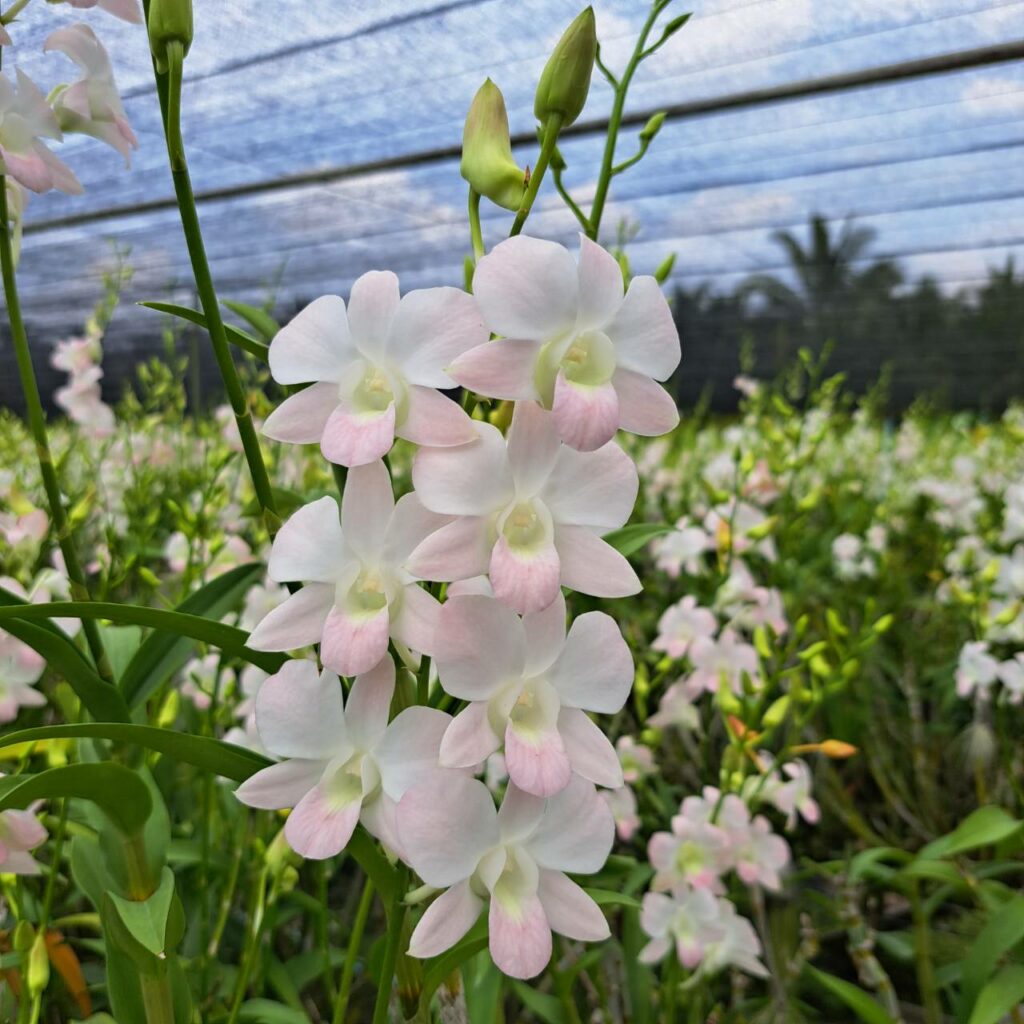 Dendrobium Snow Peach