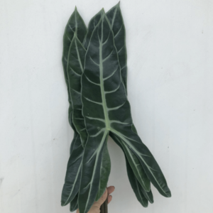 Alocasia Longiloba