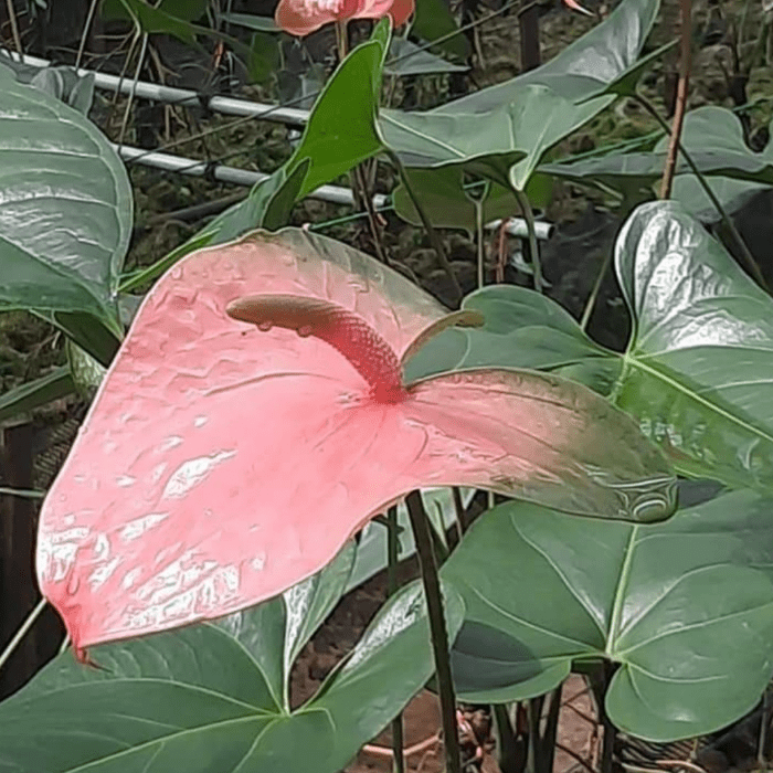 Anthurium Baron 1 1 min