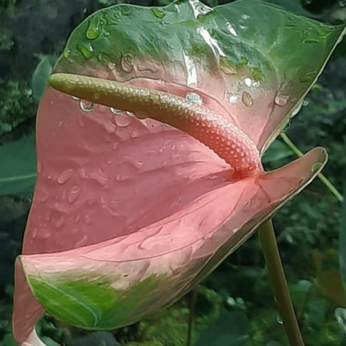 Anthurium Baron 1 2 min