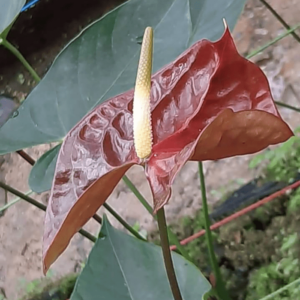 Anthurium Chocolate 1 1 min