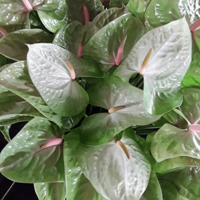 Anthurium Essensio min