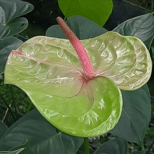 Anthurium Green Midori min