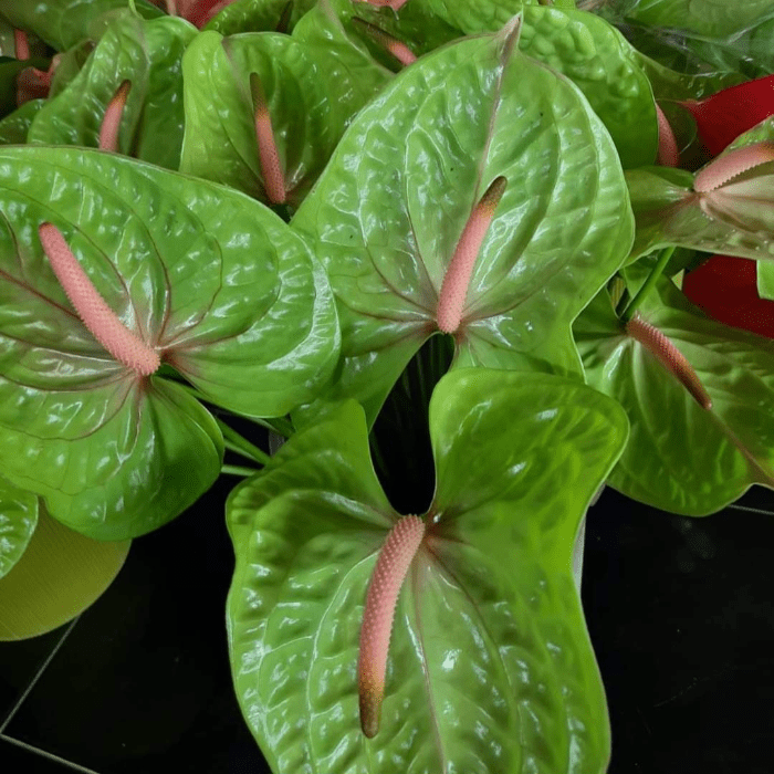 Anthurium Midon min