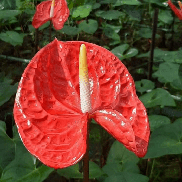 Anthurium Red Carisma min