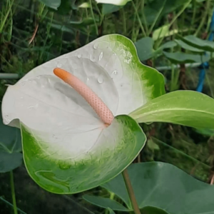 Anthurium Simba min