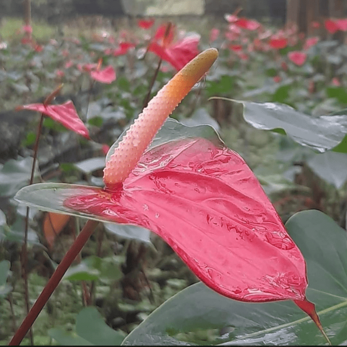 Anthurium Spice min