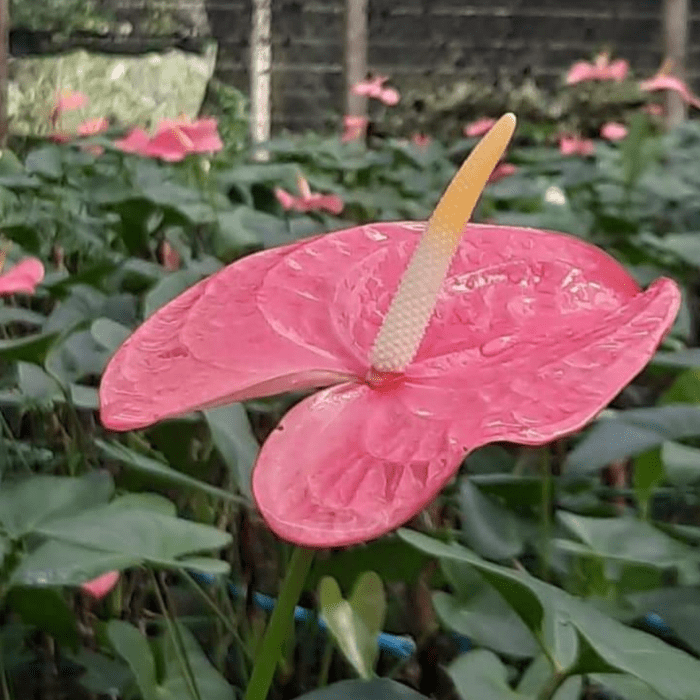 Anthurium Tropical min