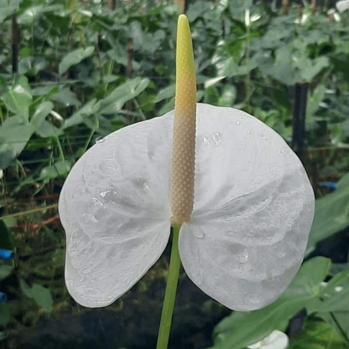 Anthurium White Angle min