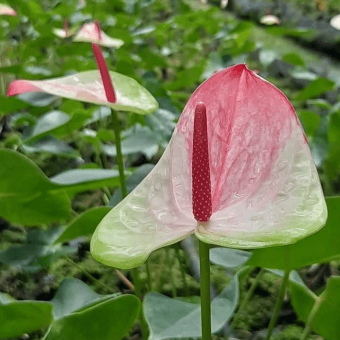 Anthurium Zafira min