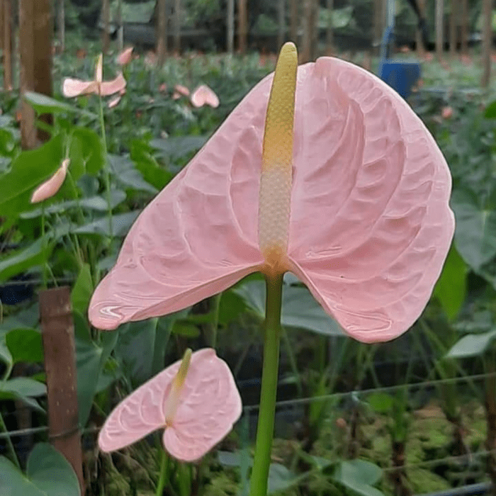 Anthurium light pink min