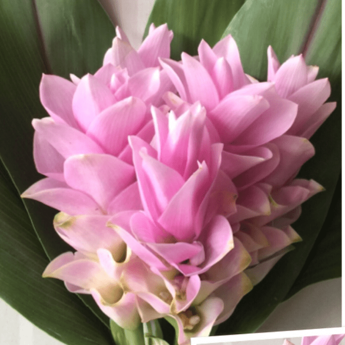 siam tulip Bangkok Supreme