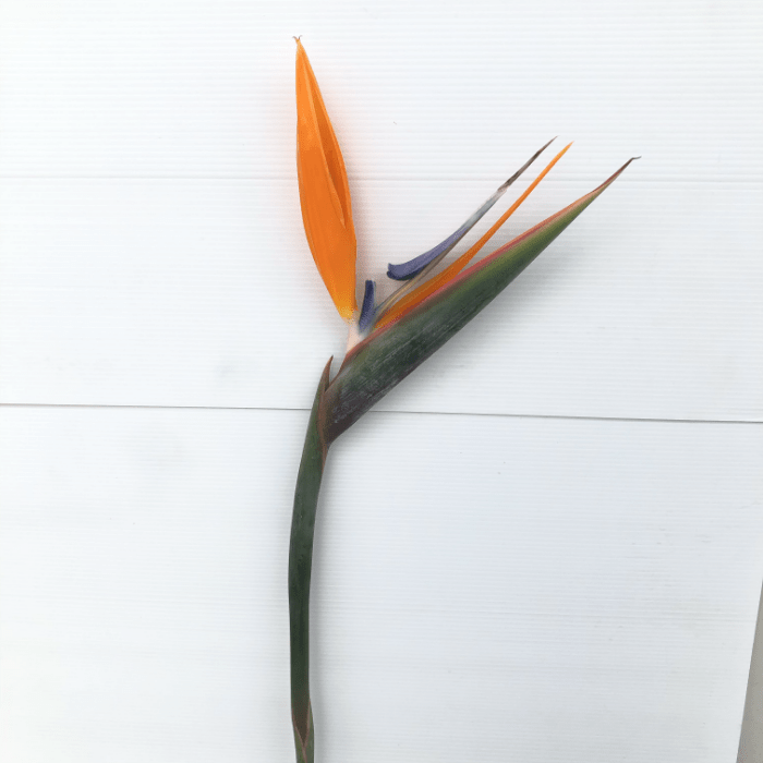 Bird of Paradise