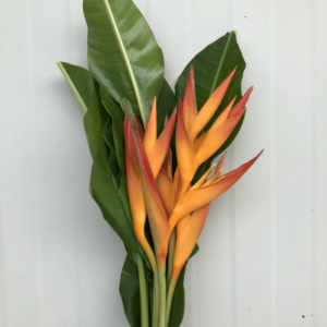 Bird of paradise Orange