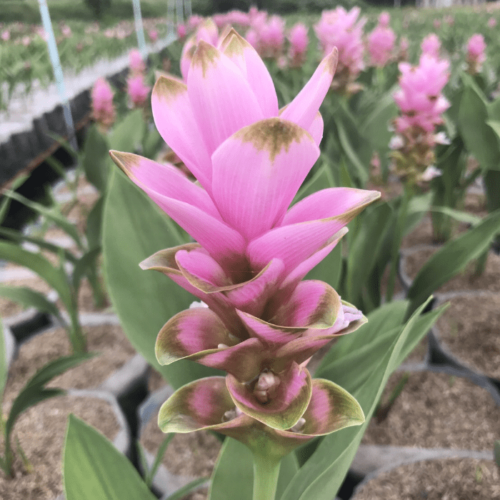 siam tulip Chiang Mai Pink