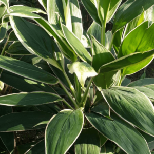 Cordyline