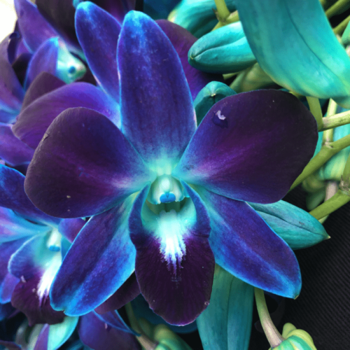 Dendrobium Sonia blue