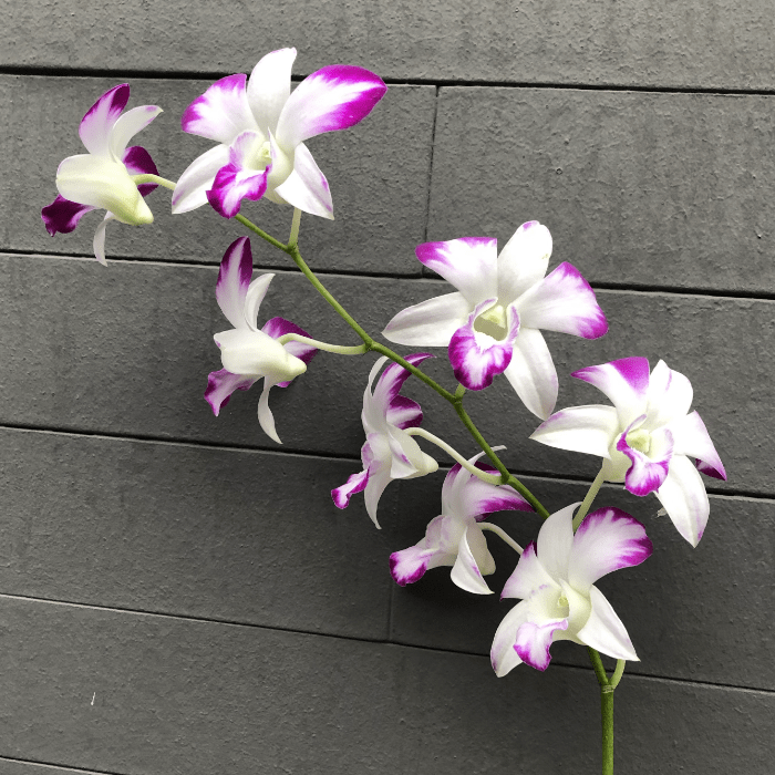 Dendrobium Orchids: Maintenance Tips and Decoration Ideas.