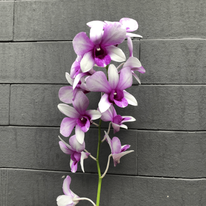 Decorate Your Event With The Best Collection Of Orchids: Choose The Healthy Ones.