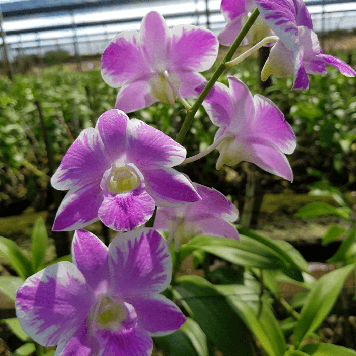 Orchids for Decorating Your House: Here’s How You Can Choose the Best Quality Orchids