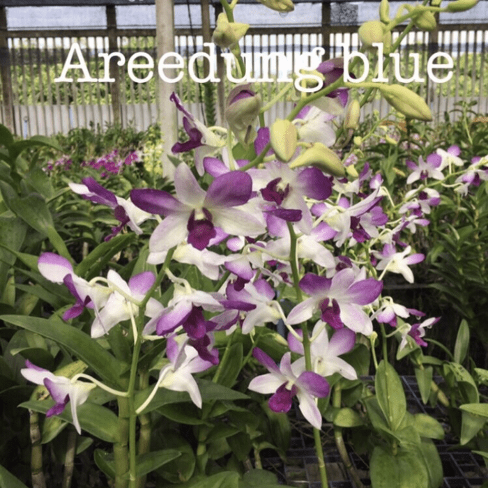 Dendrobium Areedung Blue