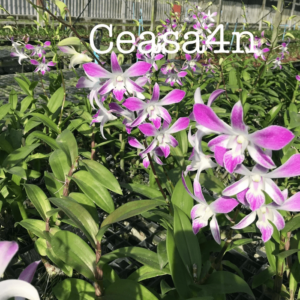 Dendrobium Ceasa 4n
