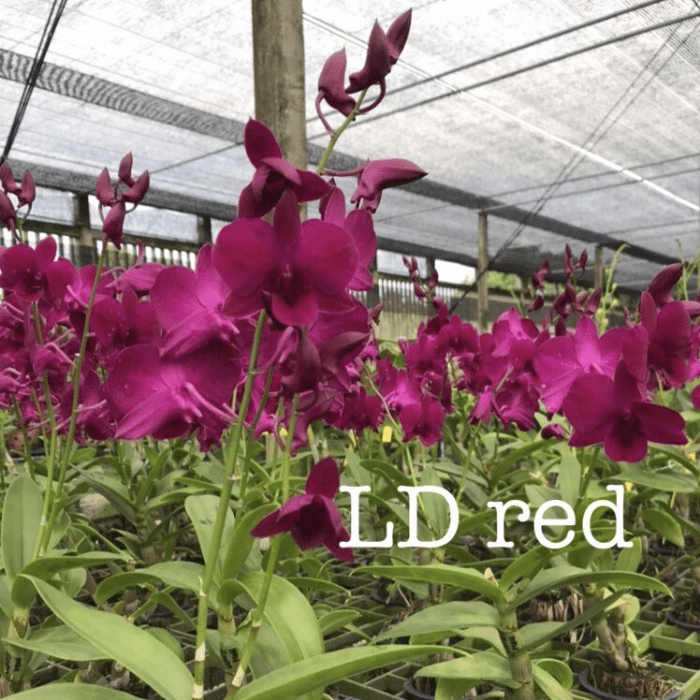 Dendrobium LD Red