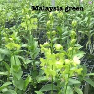Dendrobium Malaysia Green