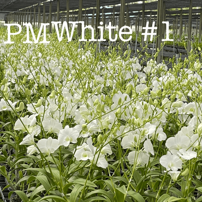 Dendrobium PM White