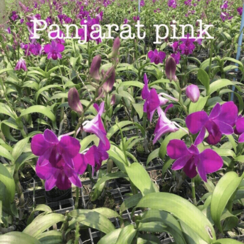 Dendrobium Panjarat Pink