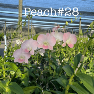 Dendrobium Peach28