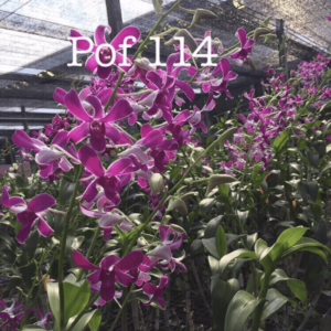 Dendrobium Pof 114