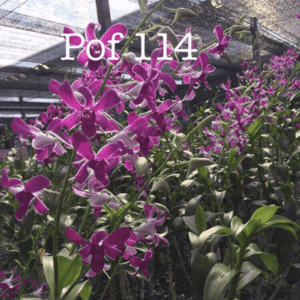 Dendrobium Pof 114