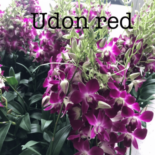 Dendrobium Udon Red