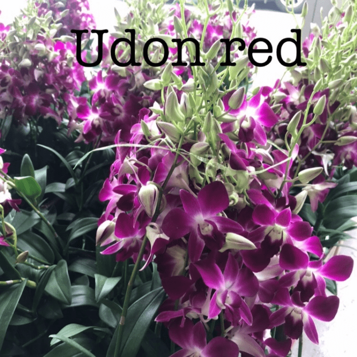 Dendrobium Udon Red 