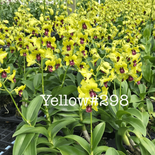 Dendrobium Yellow298 min