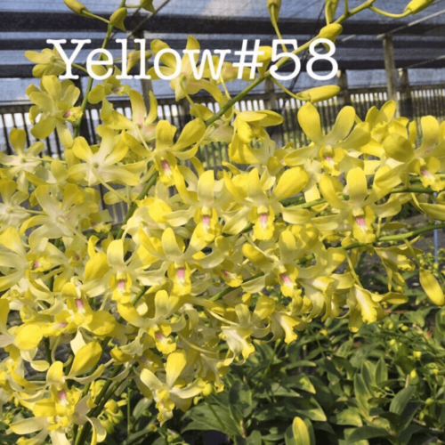 Dendrobium Yellow58 min