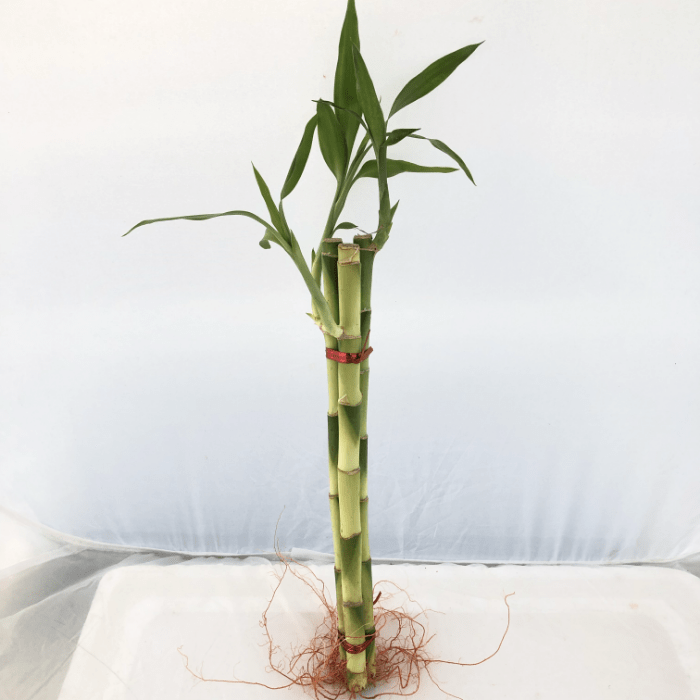 LUCKY bamboo 1F