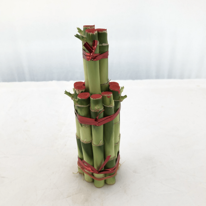 LUCKY bamboo 2F