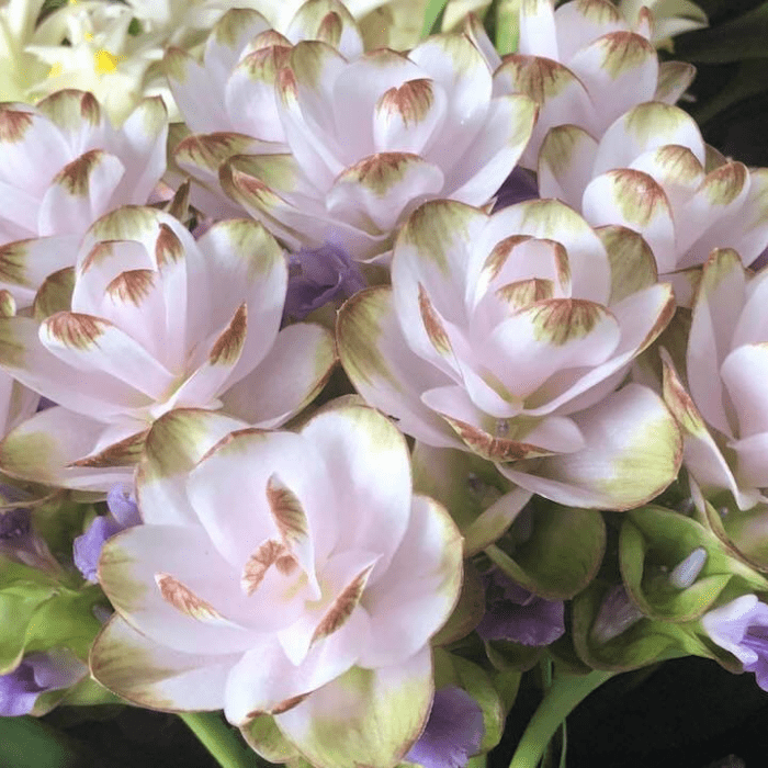 siam tulip Light Pink 1