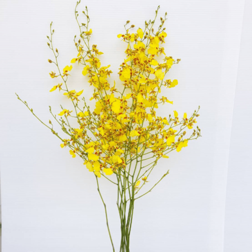 Oncidium 1 2