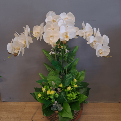 Phalaenopsis Art 03 4 1500